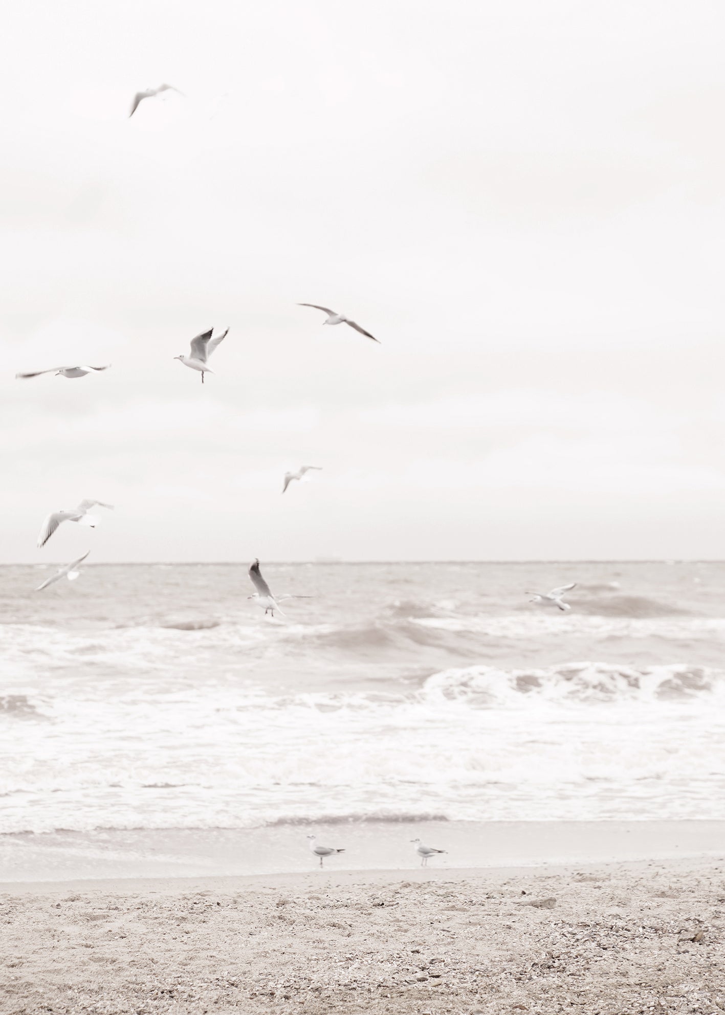 Canvastavla - Soar Over The Sea