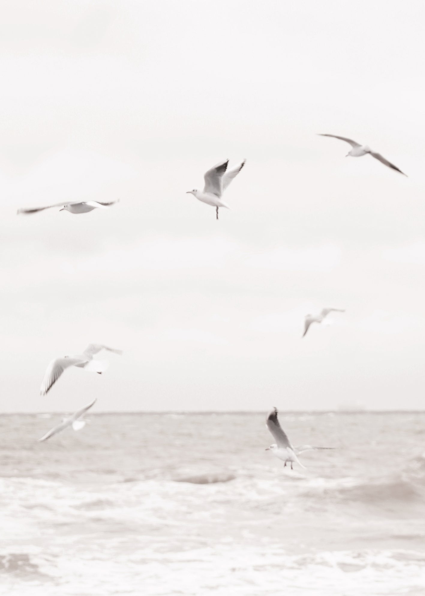 Canvastavla - Soar Over The Sea