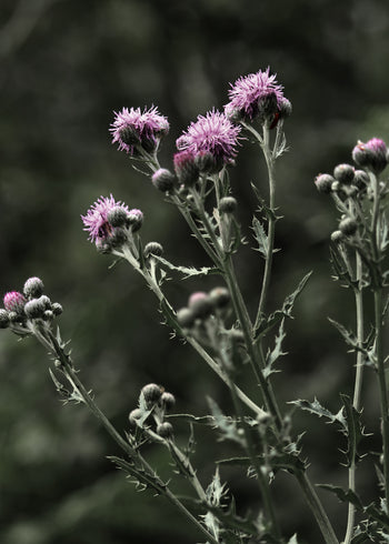 Canvastavla - Thistles