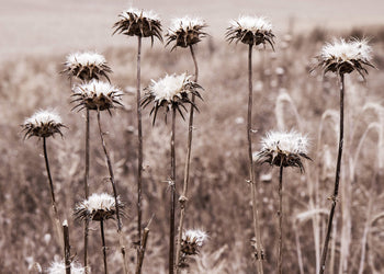 Canvastavla - Wildflower