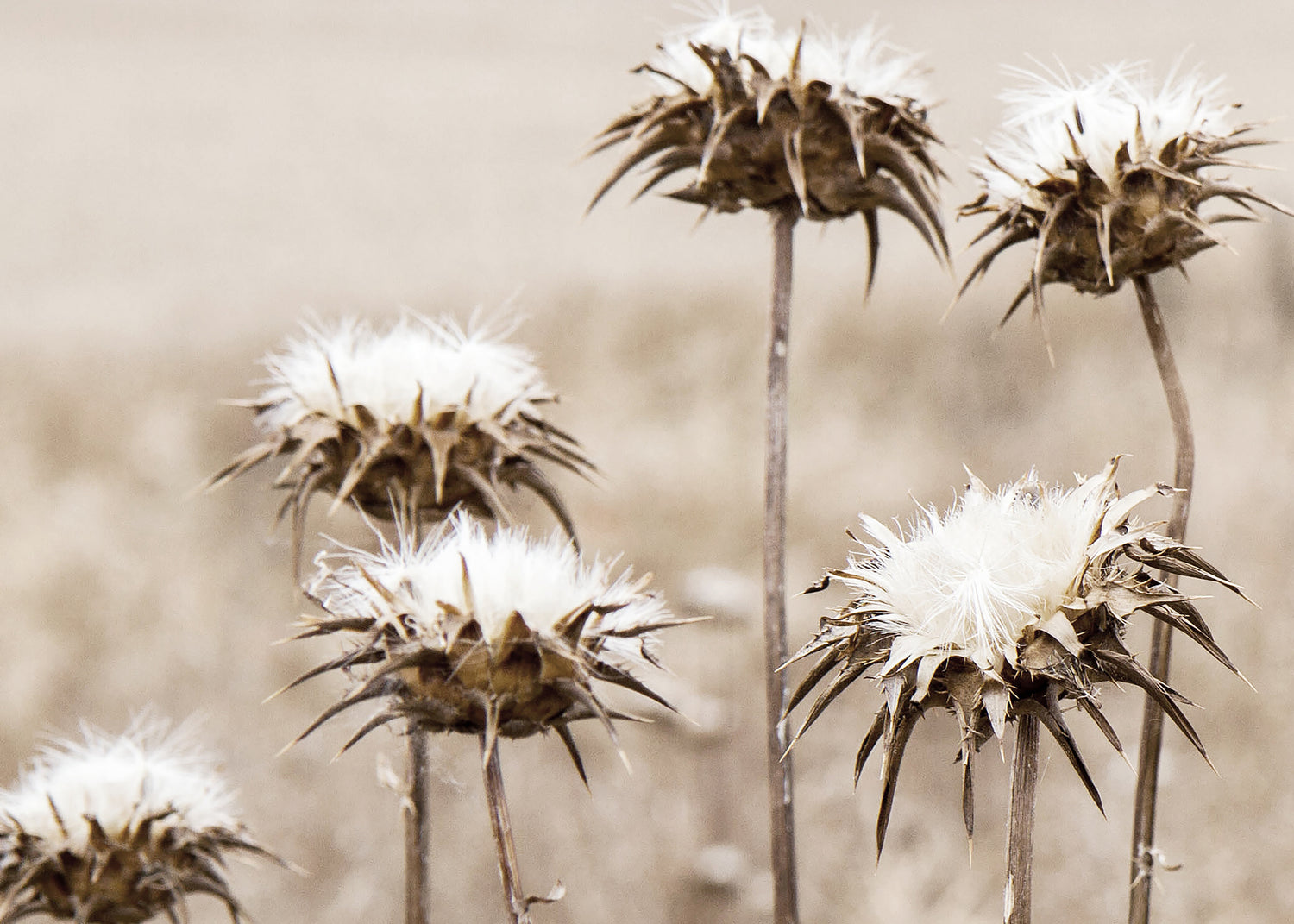 Canvastavla - Thistle Plants