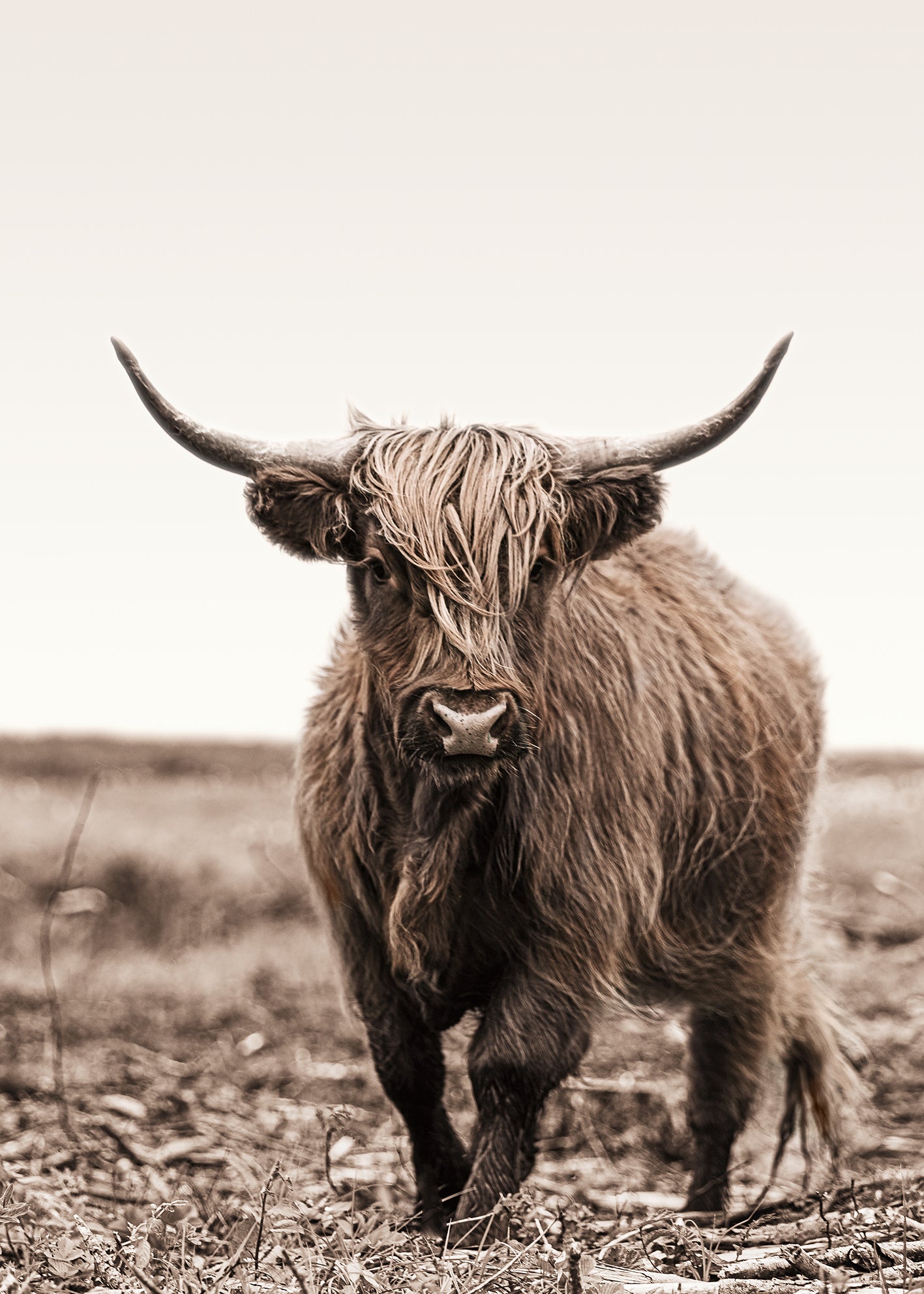 Canvastavla - Highland Cattle