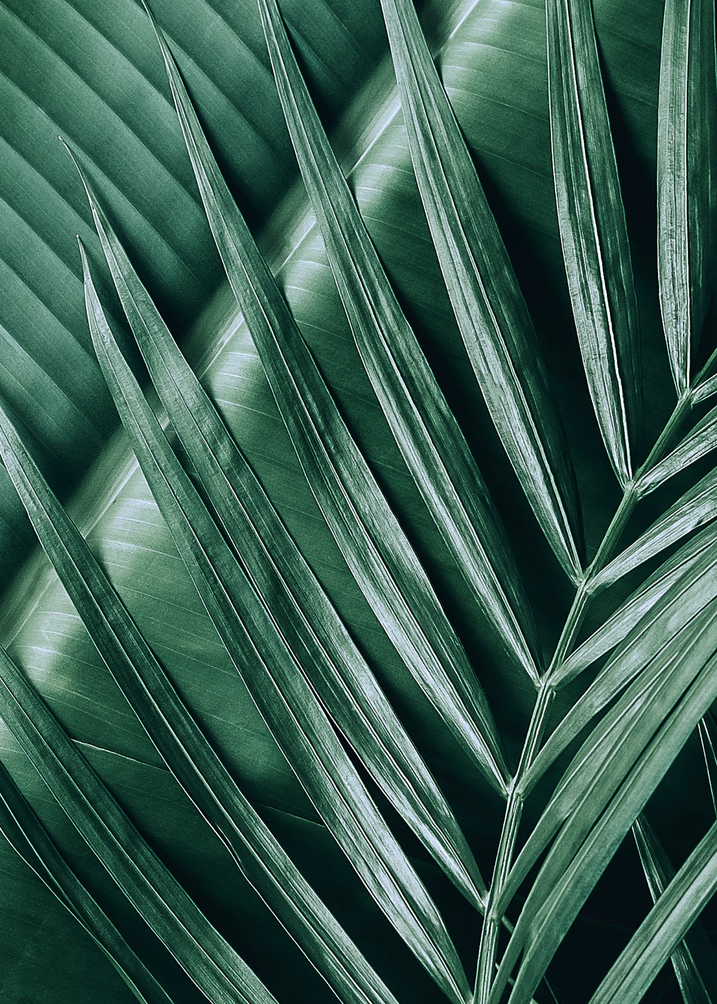 Canvastavla - Exotic Leaves