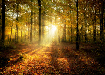 Canvastavla - Summer forest