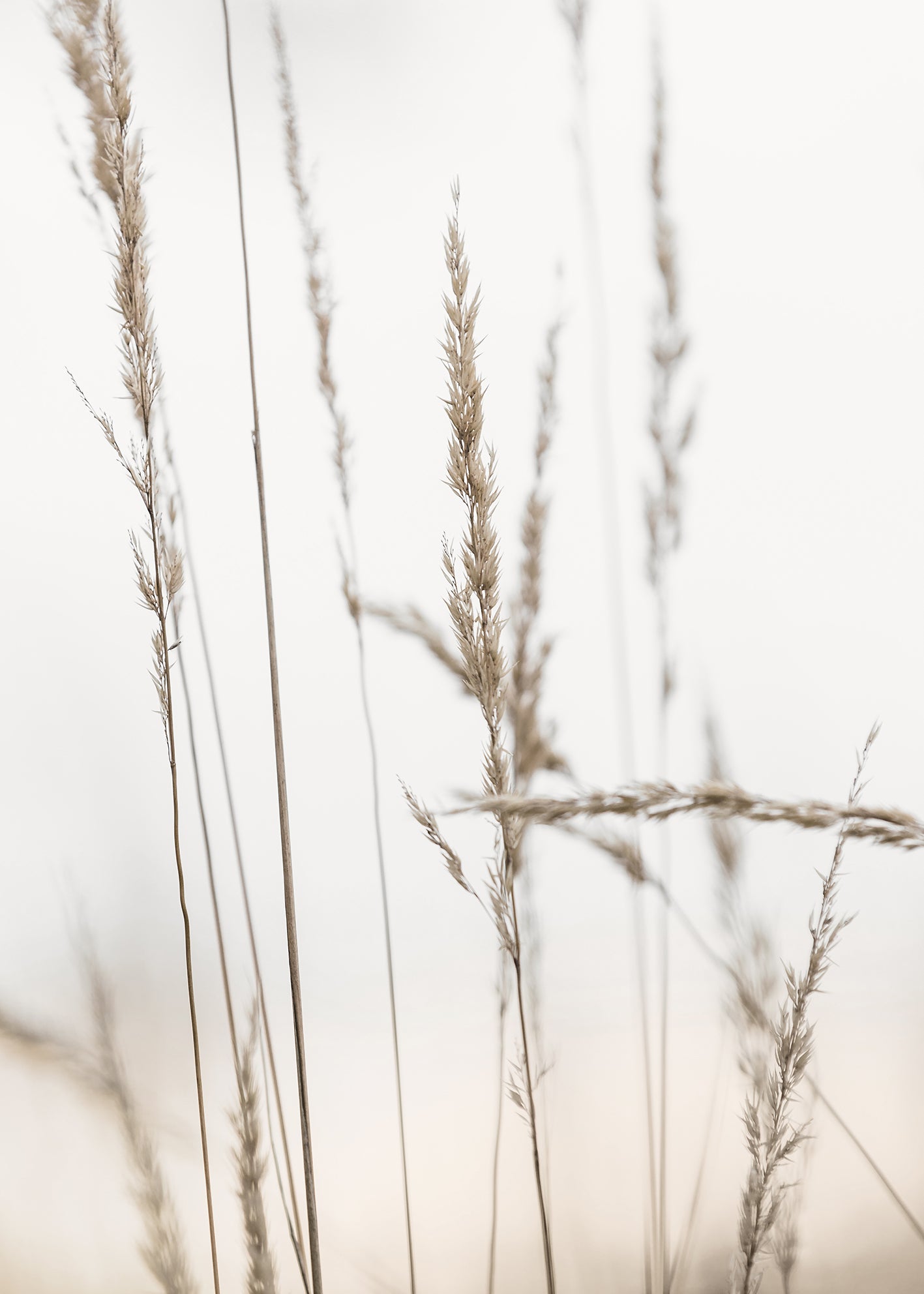 Canvastavla - Wheat in Dawn