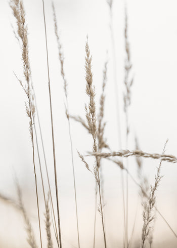 Canvastavla - Wheat in Dawn
