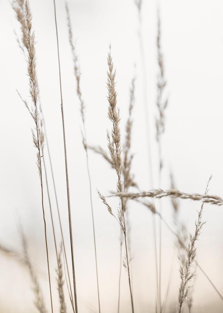 Canvastavla - Wheat in Dawn