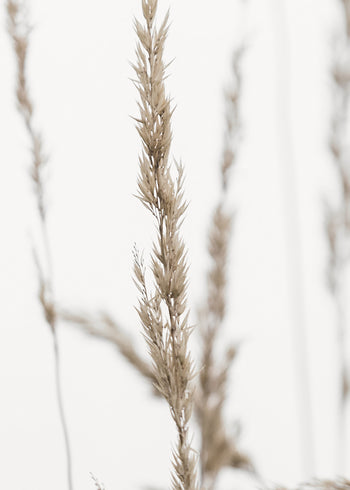 Canvastavla - Wheat in Dawn
