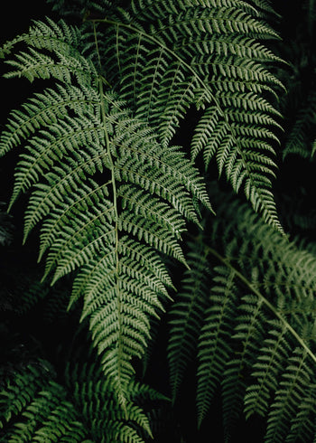 Canvastavla - Fern