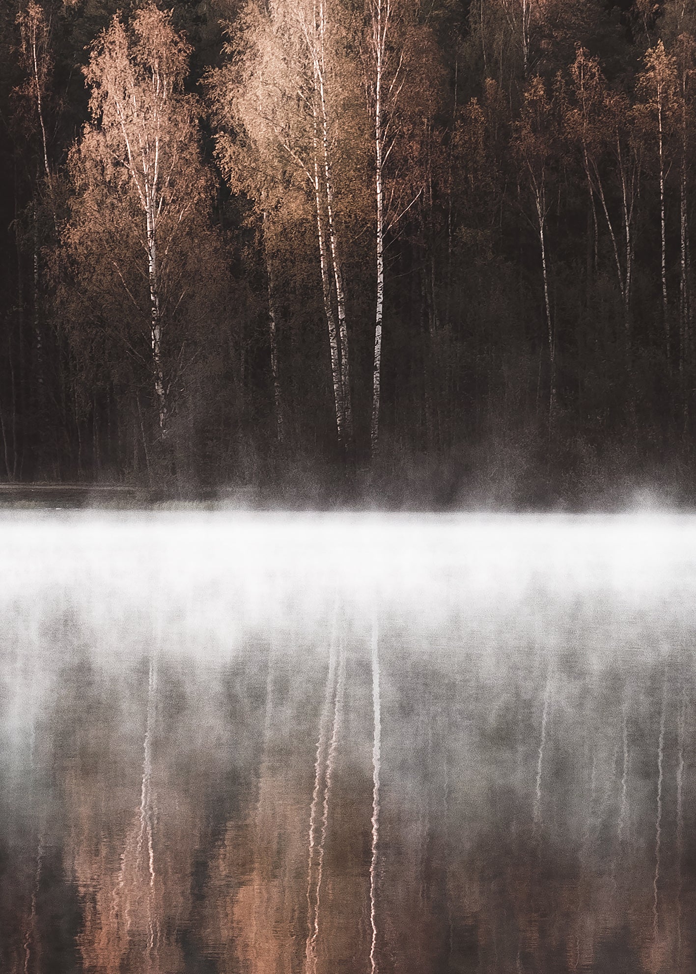 Ljuddämpande tavla - Birch Trees