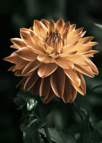 Canvastavla - Dahlia flower