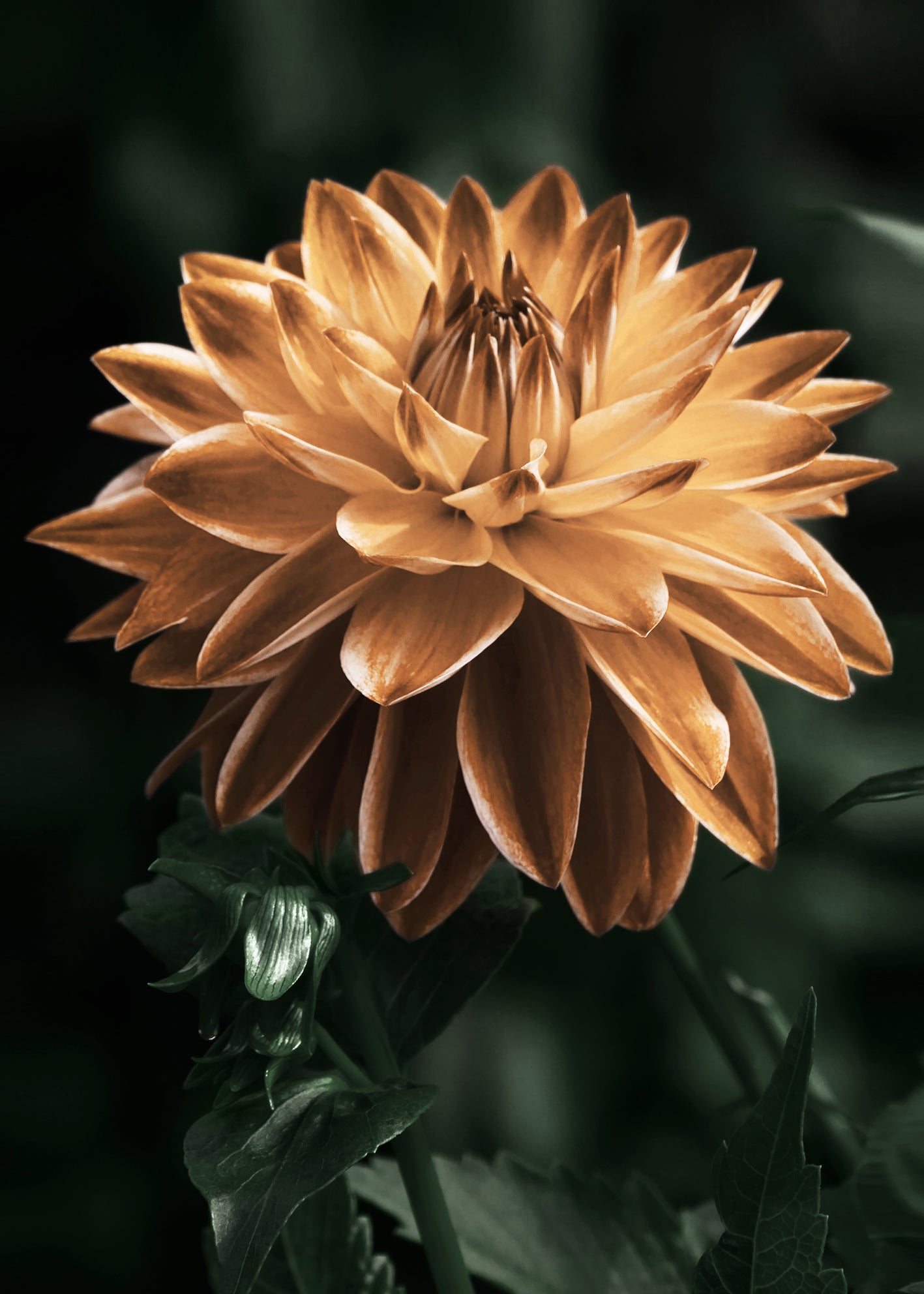Canvastavla - Dahlia flower