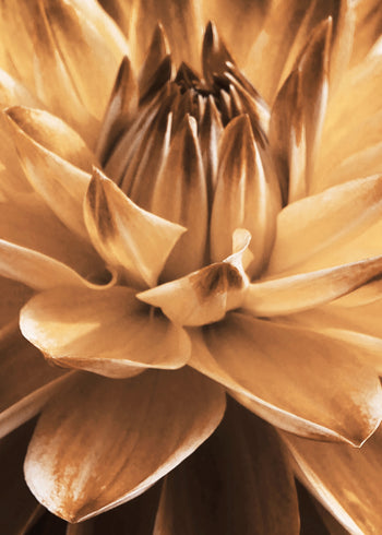 Canvastavla - Dahlia flower