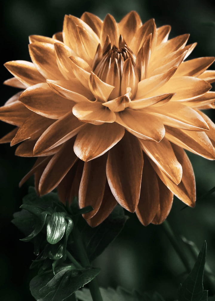 Canvastavla - Dahlia