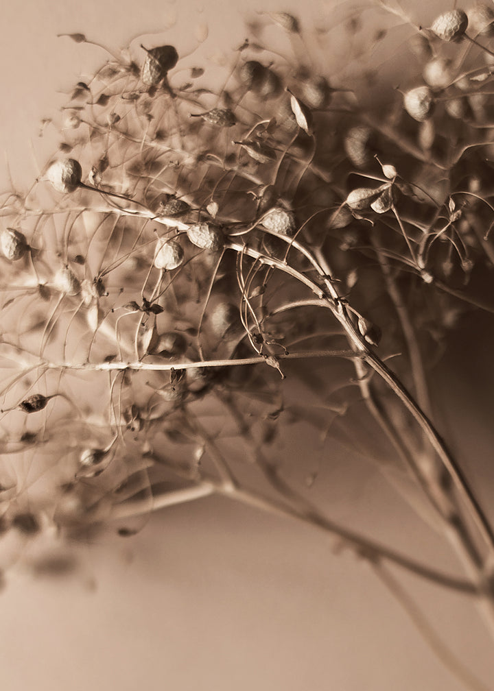 Canvastavla - Ripe Herb