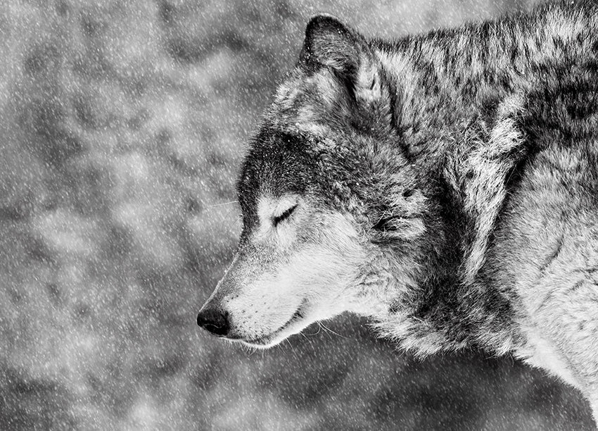 Canvastavla - Wolf