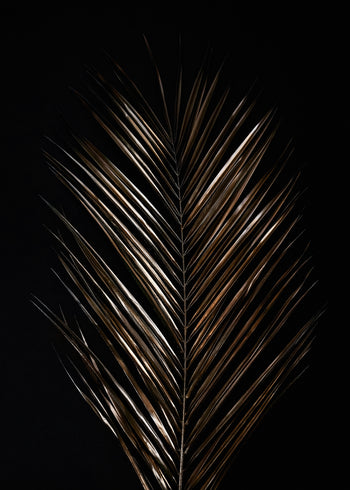 Canvastavla - Areca
