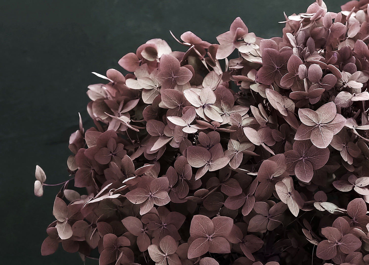 Canvastavla - Hortensia