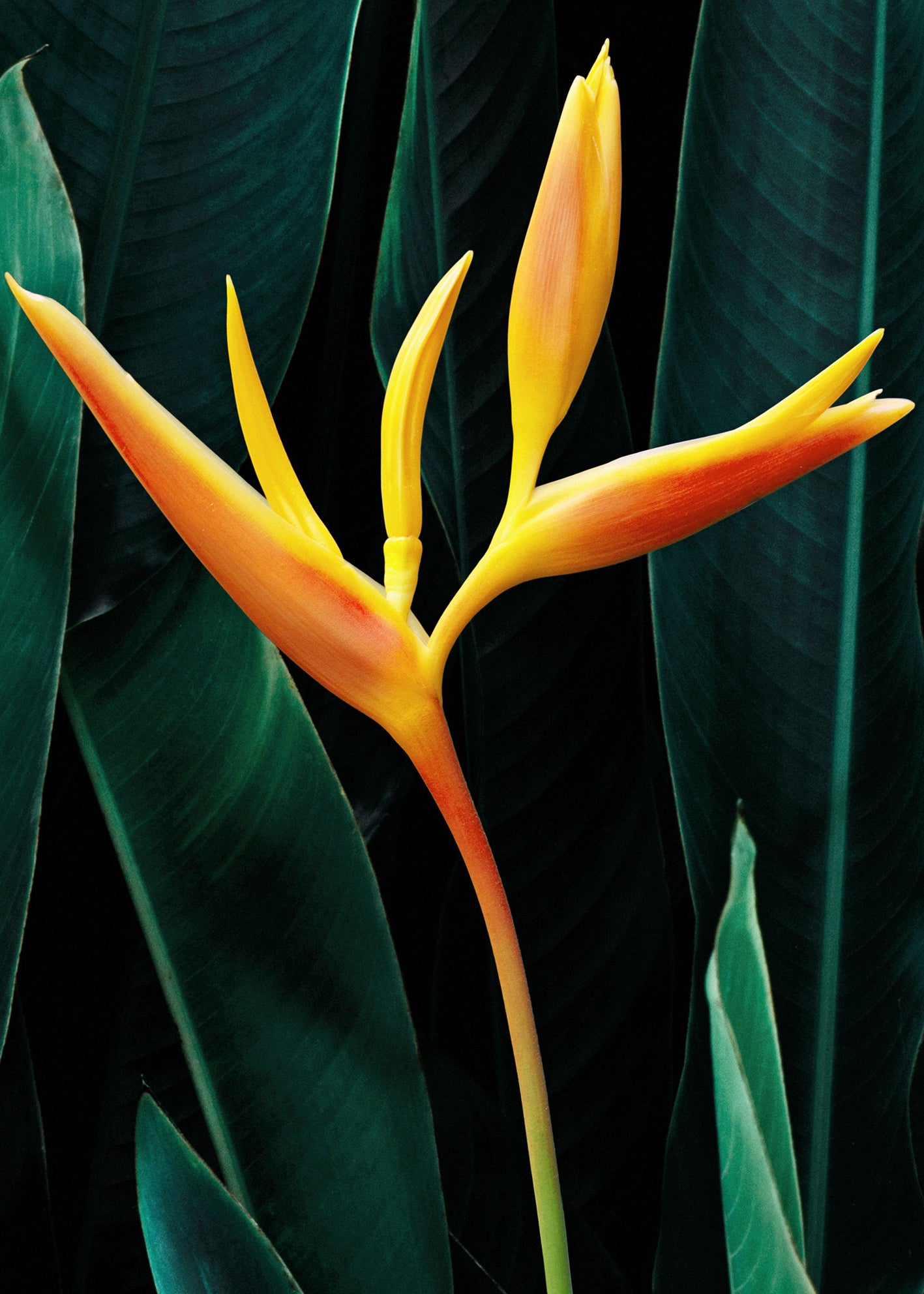 Canvastavla - Tropical