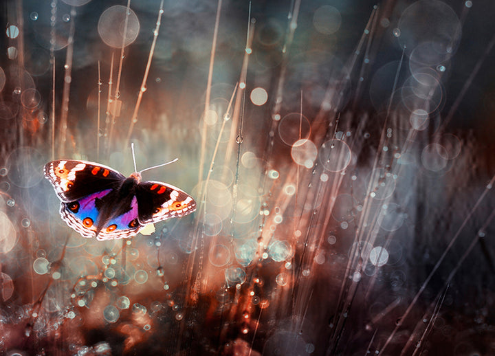 Canvastavla - Papillon