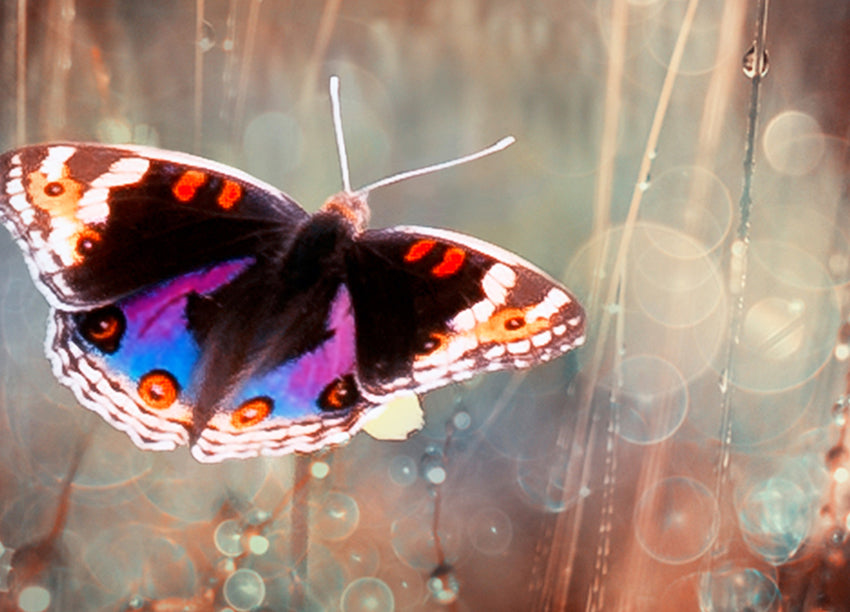 Canvastavla - Papillon