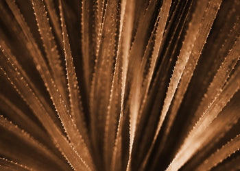 Canvastavla - Aloe Vera