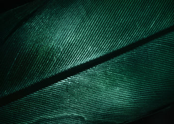 Canvastavla - Green Feather