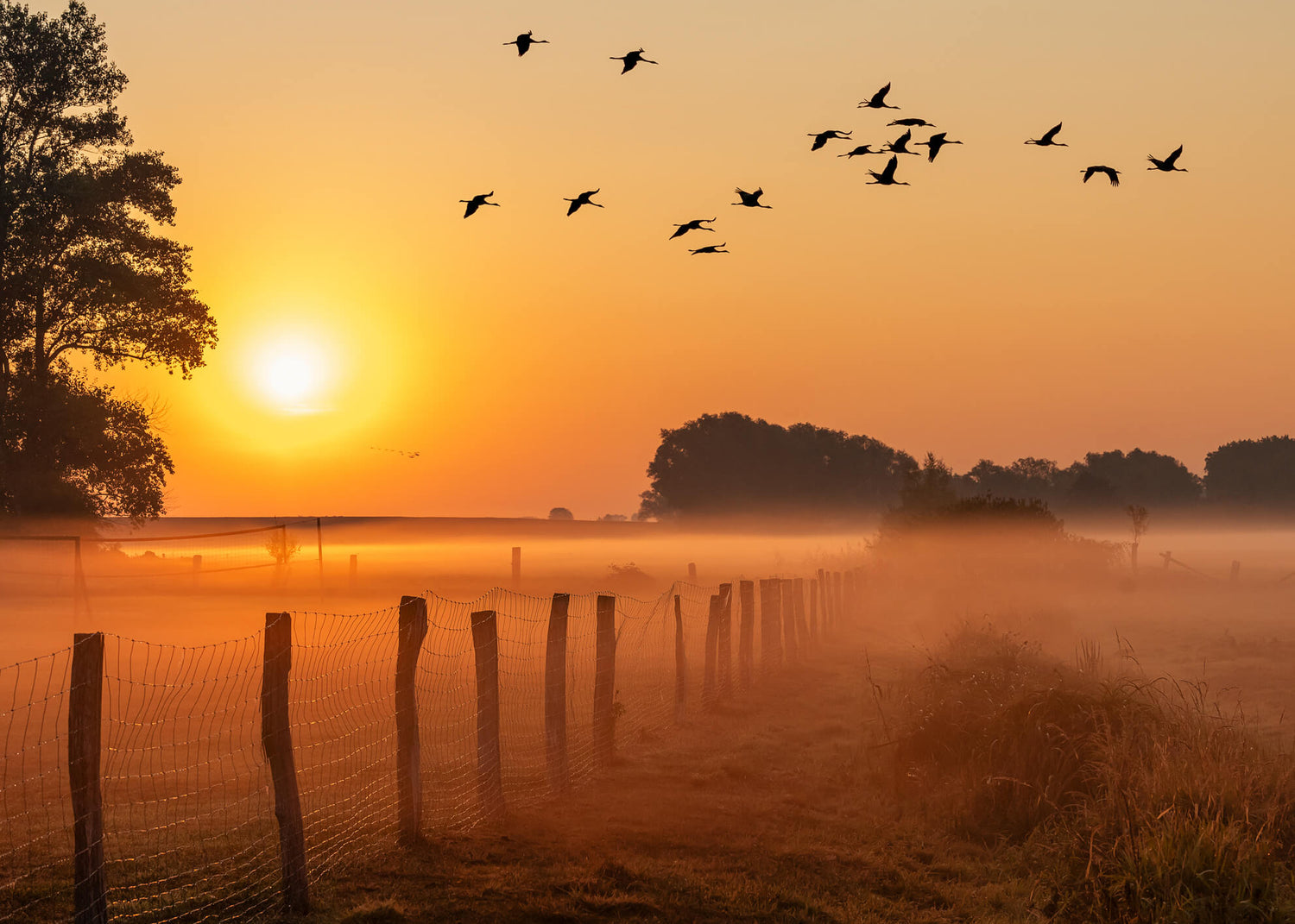 Canvastavla - Sunrise Birds