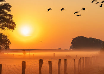 Canvastavla - Sunrise Birds