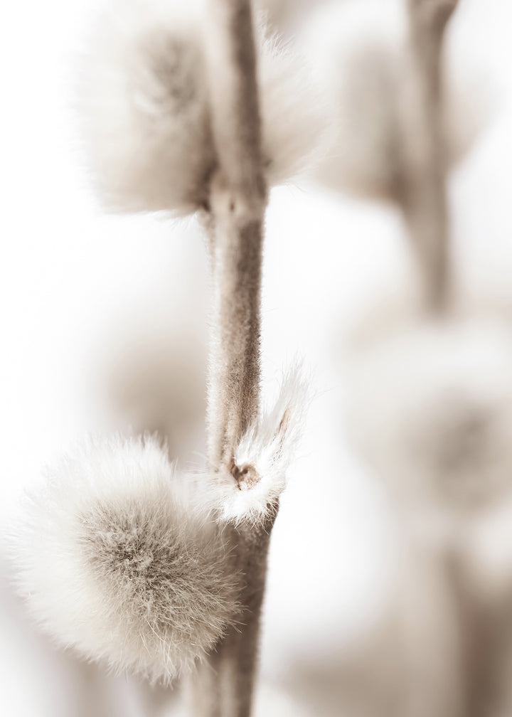 Canvastavla - Willow Buds
