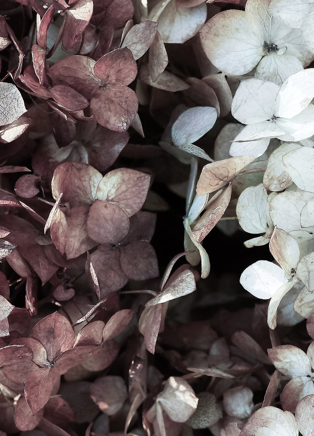 Canvastavla - Hydrangea