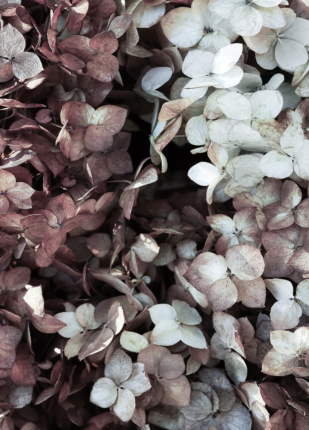 Canvastavla - Hydrangea