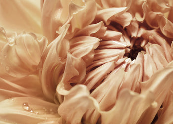 Canvastavla - Orange Perennial