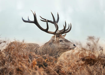 Canvastavla - Red Deer
