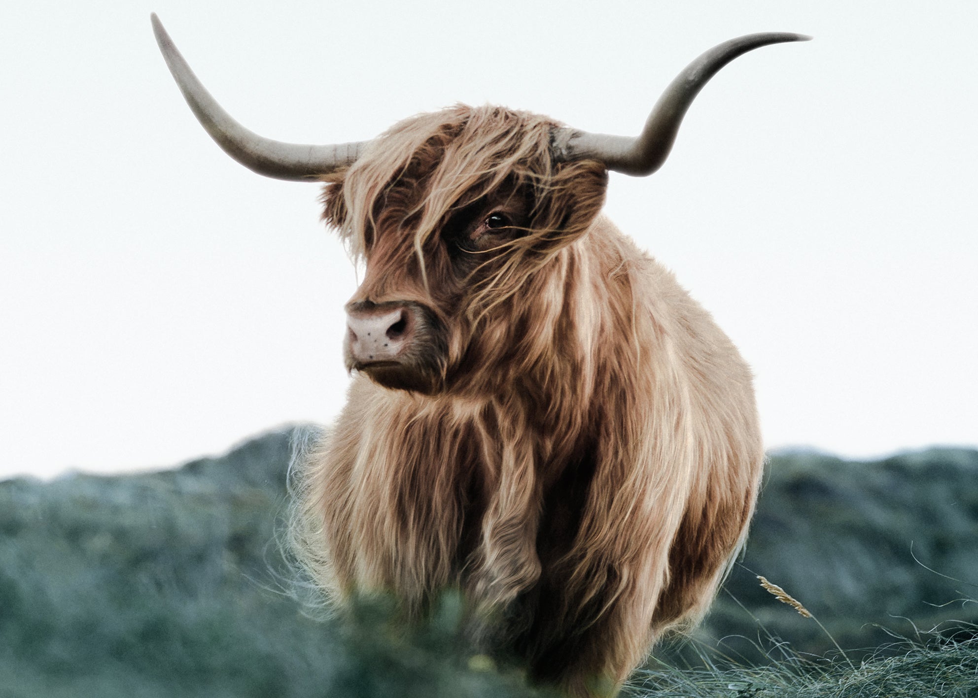 Canvastavla - Cattle on Field