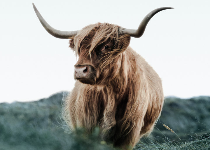 Canvastavla - Cattle on Field
