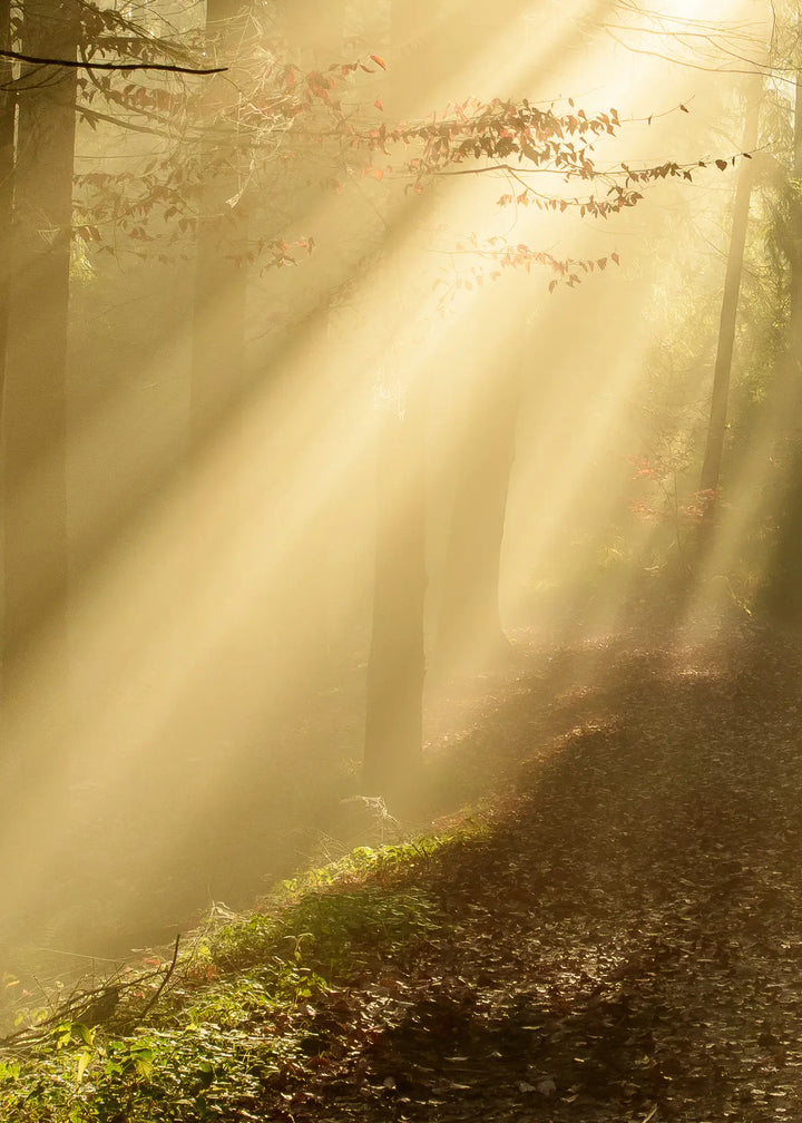 Canvastavla - Forest Awakening
