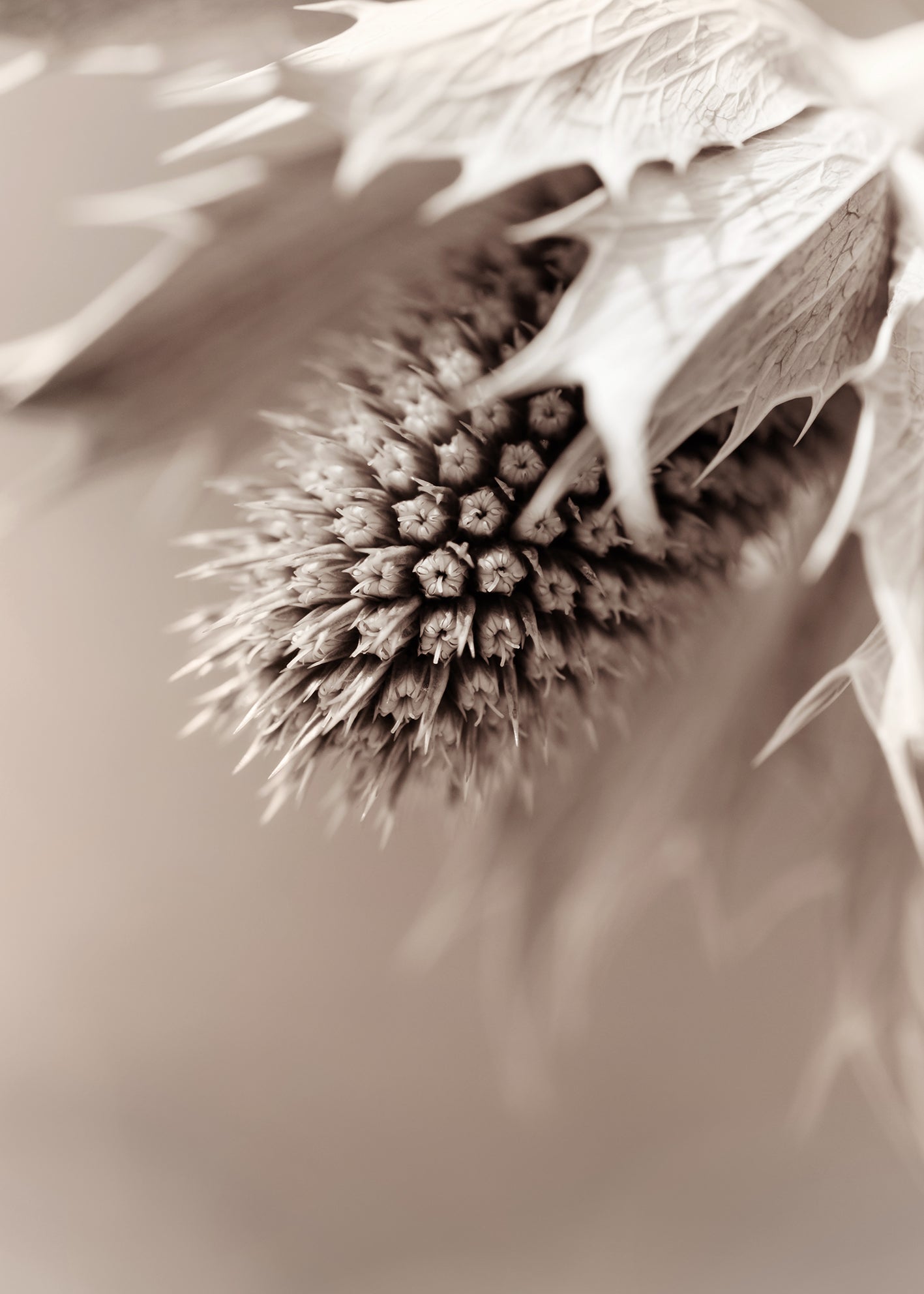 Ljuddämpande tavla - Eryngium