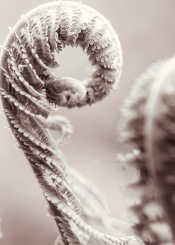 Ljuddämpande tavla - Fern Leaves