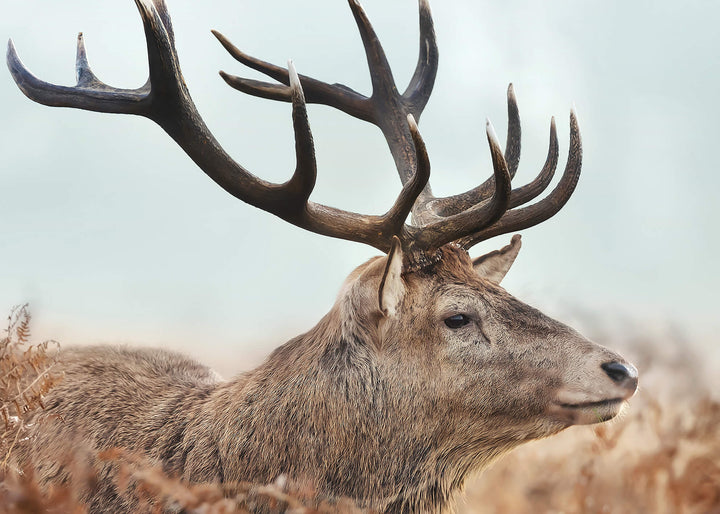 Ljuddämpande tavla - Red Deer