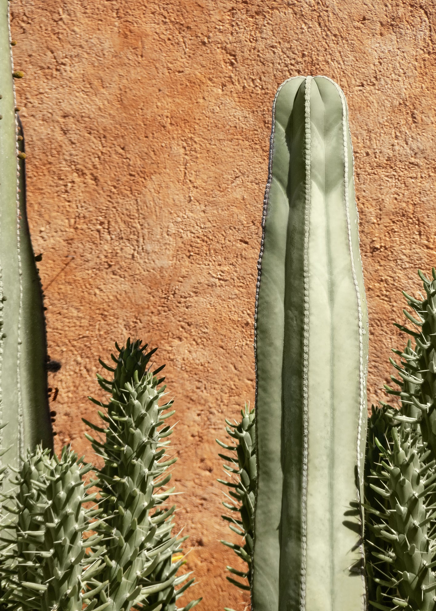 Canvastavla - Cactus Plant