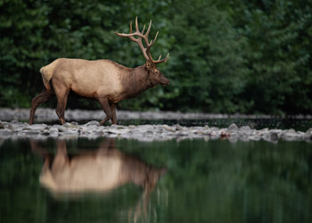 Canvastavla - Elk Reflection