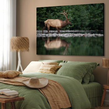 Canvastavla - Elk Reflection