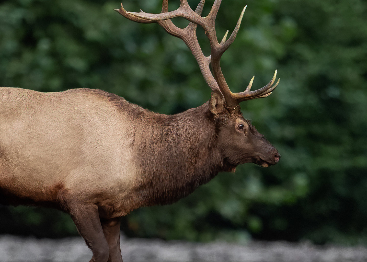 Canvastavla - Elk Reflection