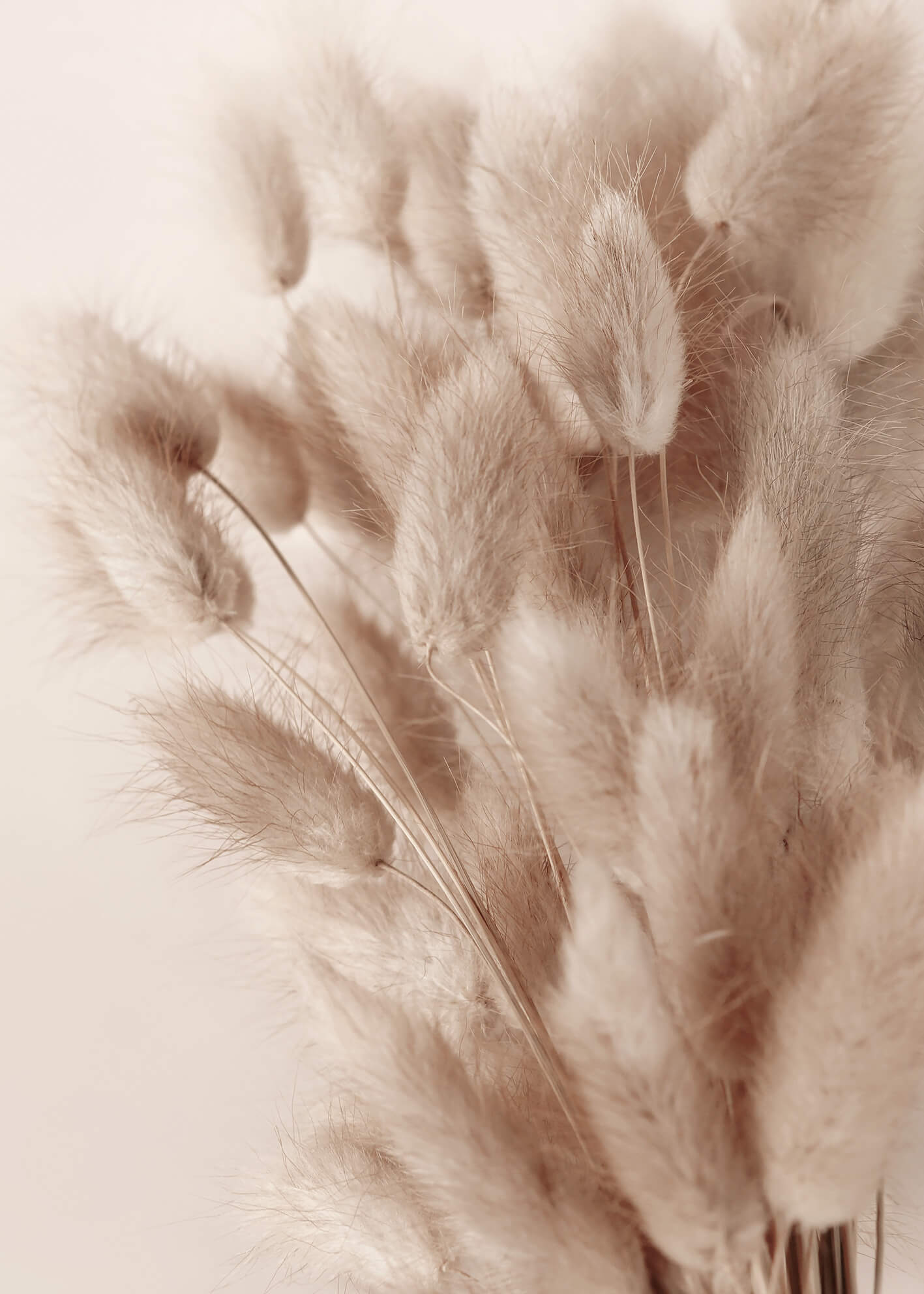 Canvastavla - Soft Pampas No2
