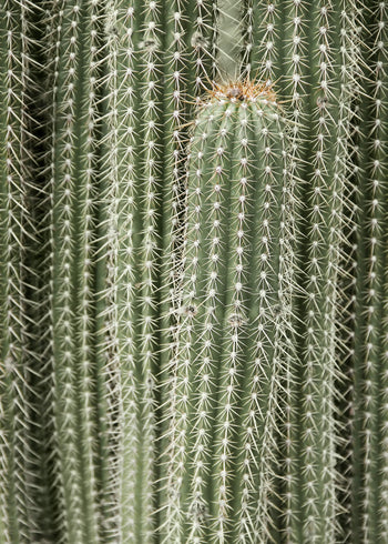 Canvastavla - Green Cactus
