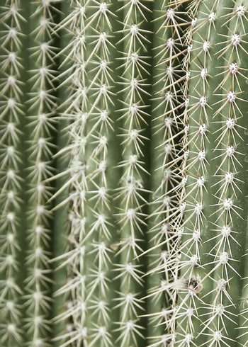 Canvastavla - Green Cactus