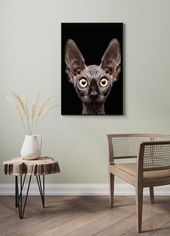 Poster - Curious