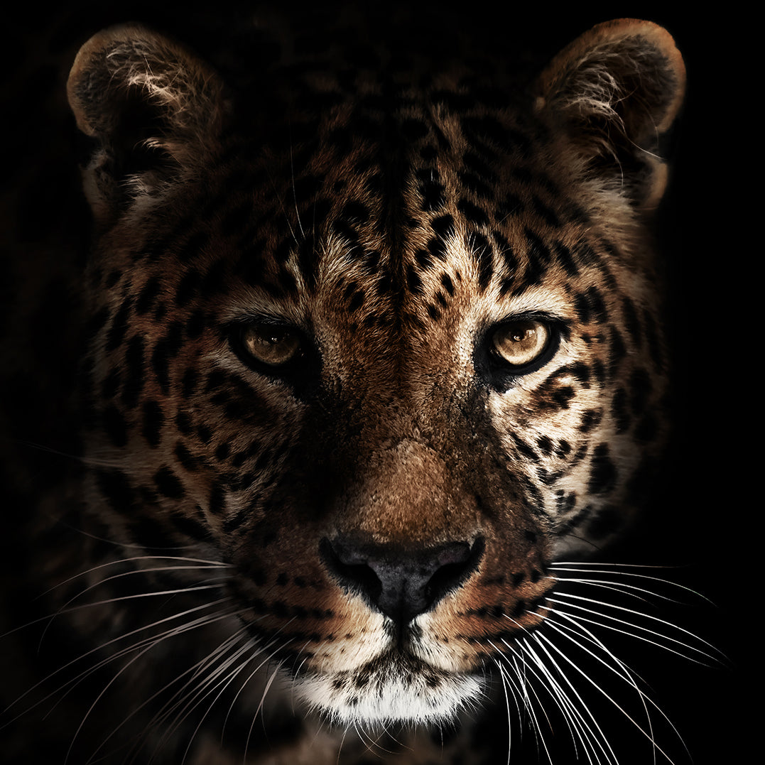 Canvastavla - Ferocity