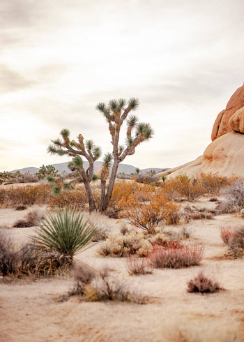 Canvastavla - Desert of California